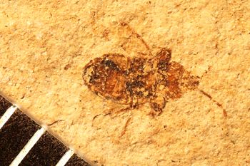 Media type: image;   Entomology PALE-1181
